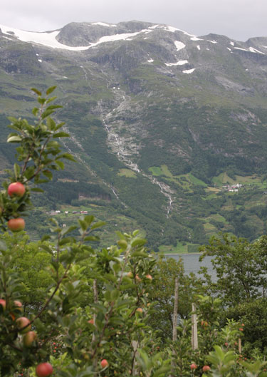 Hardangerfjord fruit