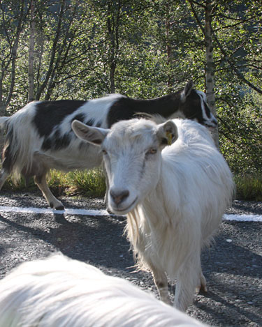 roadside goats