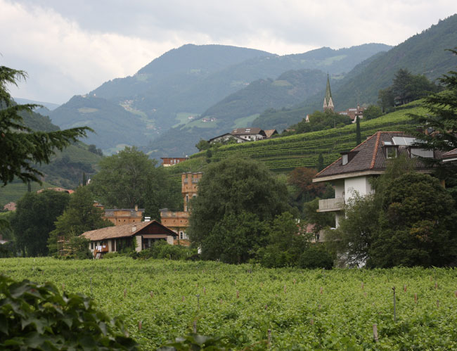 Vinyards in Bolzano